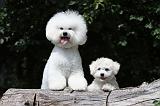 BICHON FRISE 406